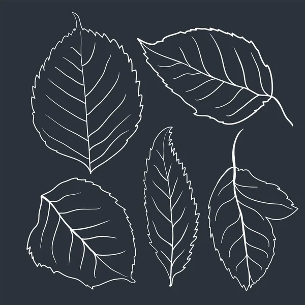 Leaves of roses. Hand drawn outline illustration. Doodle vector illustration. — Stok Vektör