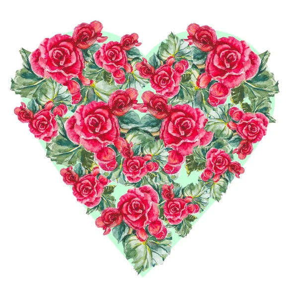 Červená begonie květiny s listy na bílém pozadí. Srdce květin. — Stock fotografie