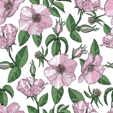 Beyaz arka planda açık pembe yaban gülleri olan pürüzsüz bir desen. Tasarım için güllük gülistanlık sonsuz doku.