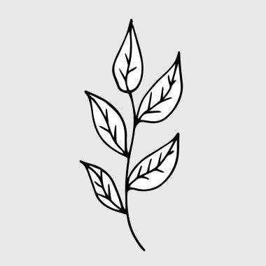 Yaprakların vektör sapı. El çizimi botanik çizimi