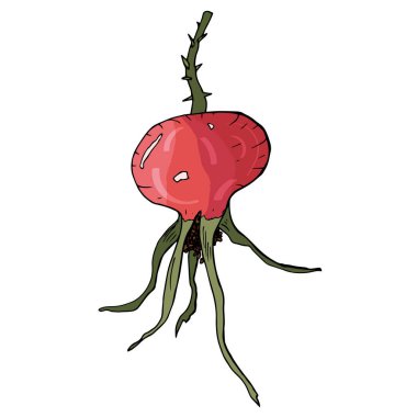 Rosehip colorful fruit isolated sketch on white background.