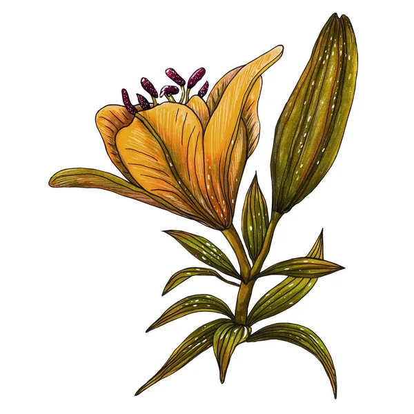 Illustration botanique aquarelle. Fleur de lis dessinée à la main . — Photo
