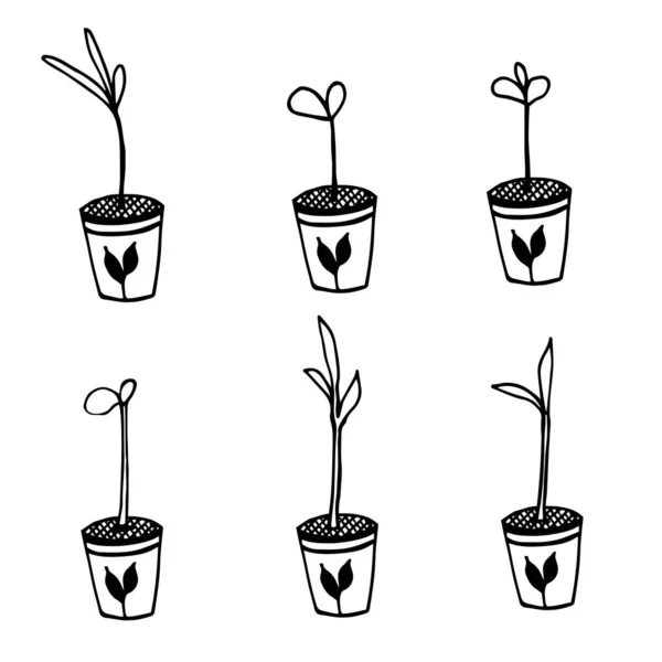 Potted seedlings doodle. Hand drawn garden vector illustration. — Stock Vector