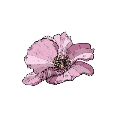 Beyazda el yapımı yaban gülü. Vektör botanik çizimi.