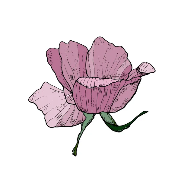 Hand-drawn wild rose isolated on white. Vector botanical illustration. — Stock Vector