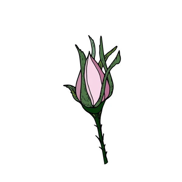 Nypon knopp isolerad skiss på vit bakgrund. Detaljerad handritad illustration med knopp av nypon. Blommig inslag för inredning. — Stock vektor