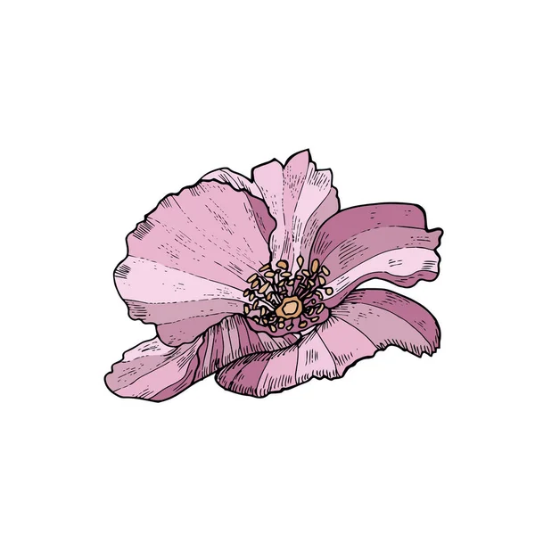 Hand-drawn wild rose isolated on white. Vector botanical illustration. — Stock Vector