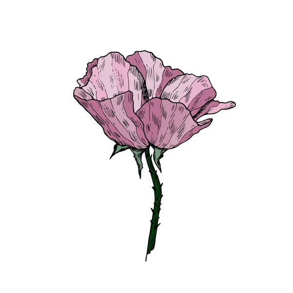 Rose sauvage dessinée à la main isolée sur blanc. Illustration botanique vectorielle . — Image vectorielle