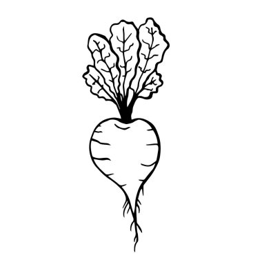 El çizimi sanat illüstrasyonu. Sağlıklı yiyecekler çiziyorum. Pancar kökü. Vektör grafiği.