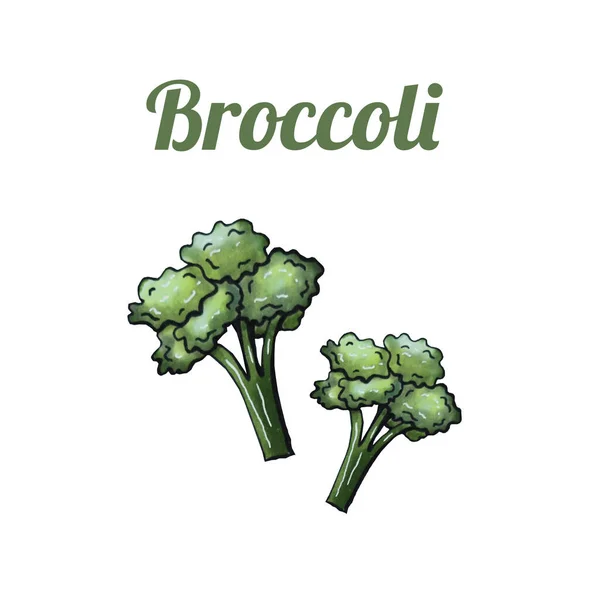 Fresh hand-drawn brocoli. Drawing healthy food. Marker illustrations. — Stock Photo, Image