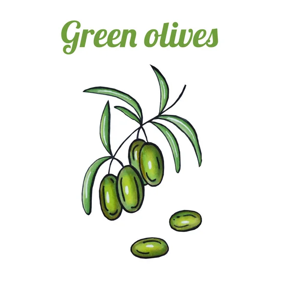 Čerstvé ručně kreslené zelené olivy na větvi s listy. Kreslím zdravé jídlo. Značkové ilustrace. — Stock fotografie