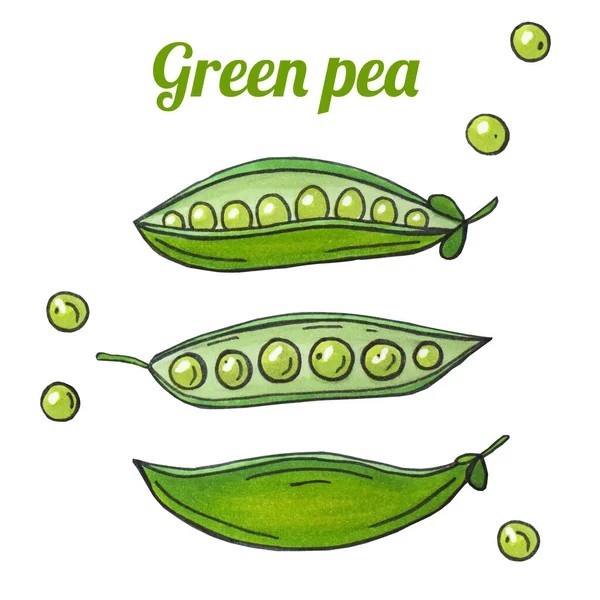 Ervilha verde fresca desenhada à mão. A desenhar comida saudável. Ilustrações de marcadores . — Fotografia de Stock