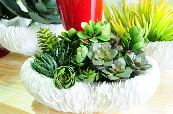 Decorative mini gardens for indoor and outdoor — Stock Image Decorative mini gardens for indoor and outdoor Royalty Free Stock Photos