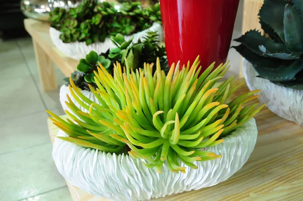 Decorative mini gardens for indoor and outdoor — Stock Image Decorative mini gardens for indoor and outdoor Royalty Free Stock Photos