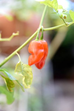 Kırmızı biber tarlada ya da bulanık b 'de yetişiyor.