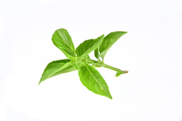 branch of tasty flavoring green basil isolated on white backgrou