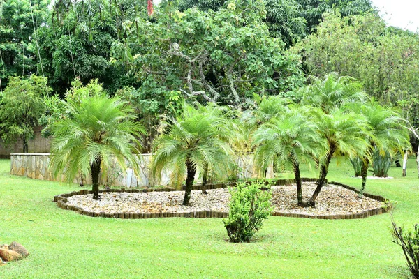 Hermoso jardín con cocoteros hierba verde — Foto de Stock