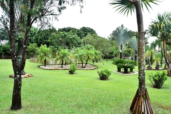 Hermoso jardín con cocoteros hierba verde — Foto de Stock