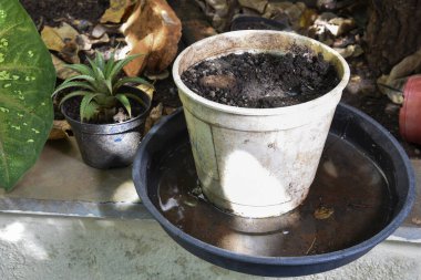 İçinde durgun su olan bir vazoda terk edilmiş plastik bir kase. Manzarayı kapat. Potansiyel üreme alanında sivrisinekler