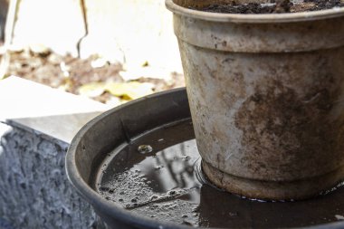 İçinde durgun su olan bir vazoda terk edilmiş plastik bir kase. Manzarayı kapat. Potansiyel üreme alanında sivrisinekler