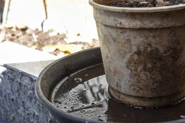 İçinde durgun su olan bir vazoda terk edilmiş plastik bir kase. Manzarayı kapat. Potansiyel üreme alanında sivrisinekler