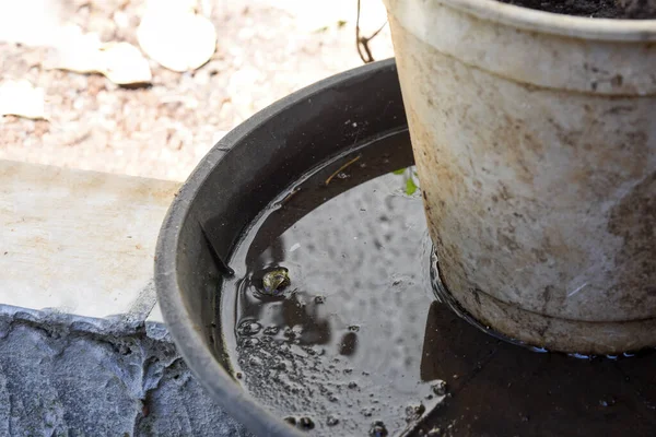 İçinde durgun su olan bir vazoda terk edilmiş plastik bir kase. Manzarayı kapat. Potansiyel üreme alanında sivrisinekler