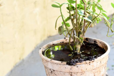 İçinde durgun su olan terk edilmiş plastik kase. Manzarayı kapat. Potansiyel üreme alanında sivrisinekler