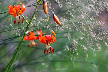 Baikal Gölü kıyısında cüce Lily, Lilium pumilum Delile