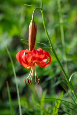 Baikal Gölü kıyısında cüce Lily, Lilium pumilum Delile