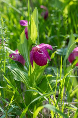 Büyük çiçekli terlik, ya da Venüs terliği, Sibirya, Irkut