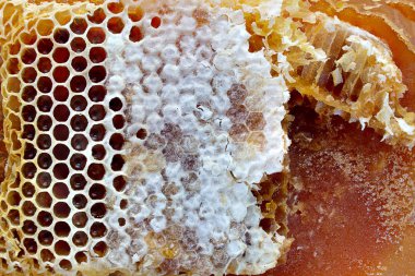 Soyutlama, bal ve bal peteklerinin farklı dokusu ve yapısı tarafından oluşturulur. Harika bir geçmiş. Yumuşak seçici odak.