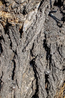 Texture of brown, black old tree bark. soft selective focus, blur on the edge