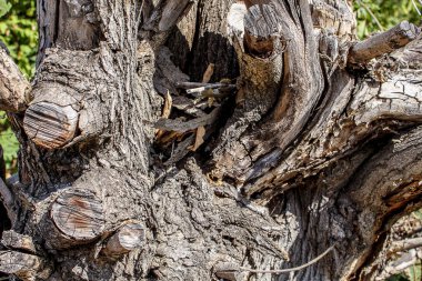 Withered trunk of a dead tree. Natural disaster. The effects of global warming.