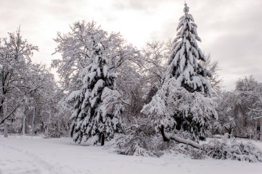 Soğuk bir kış gününde güzel bir manzara. Karlı Noel ağaçları ve kar yığınları olan kış manzarası. yumuşak seçici odak, bulanık, bokeh etkisi