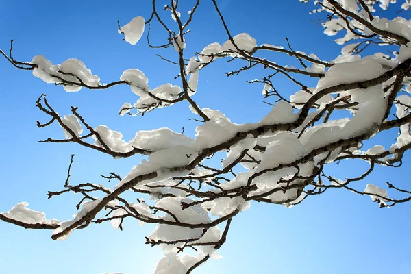 Дерево Ветви Снегу Против Голубого Неба Мягкий Избирательный Фокус Размытие — стоковое фото