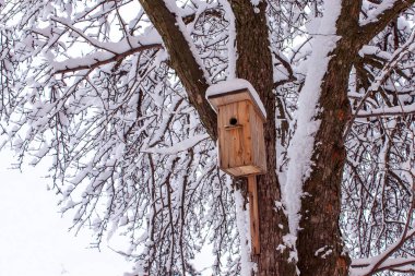 Açık kış gününde parktaki ağaçta asılı ahşap kuş evi. Kışın kuşlara yardım etme kavramı.