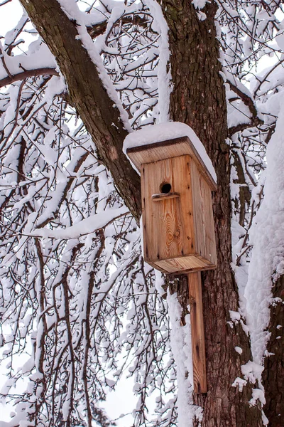 Dřevěná Ptačí Budka Visící Stromě Parku Jasného Zimního Dne Koncept — Stock fotografie