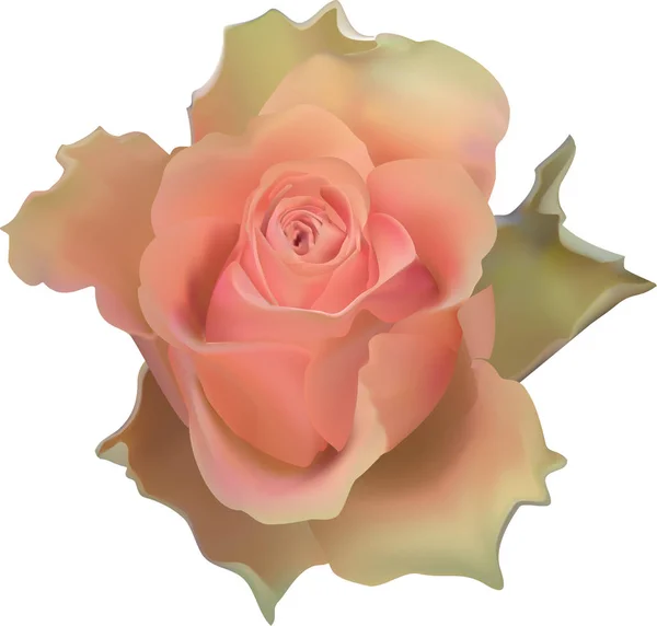 Delicada Hermosa Rosa Rosa Amarillo Con Bordes Ondulados Inusuales Los — Foto de Stock