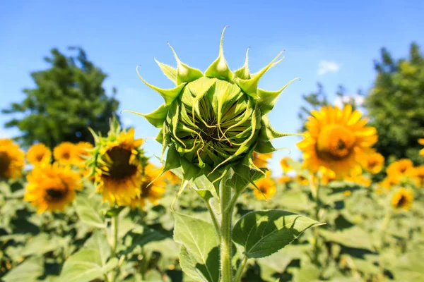 an unopened sunflower stands alone as an outcast among the blooming opened sunflowers. not like everyone