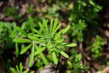 Parlak güneş ışığı altında parlak yeşil yapraklar. Genç yapraklar sabahın erken saatlerinde sıcak ışık ve yeşil çimen arka planına sahipler. Yeşil yaprak yakın plan, güzel bokeh yaprağı bulanık.