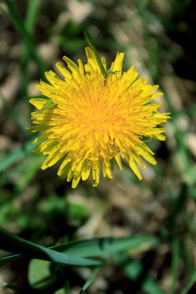 Einsame Schöne Leuchtend Gelbe Löwenzahnblume Blühte Zeitigen Frühling Makrofoto Grüne — Stockfoto