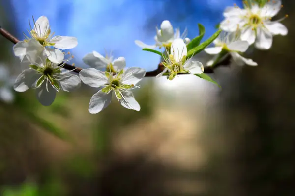 Spring cherry blossom with soft background. Cherry blossom branch in and out of focus during spring. Beautiful white spring delicate flowers bloom.Cherry flower close-up. Springtime flowers background