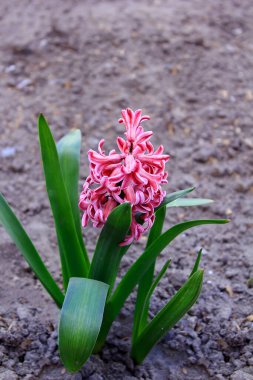 Taze ilkbahar genç mor ve pembe ampuller ve bahçede yetişen sümbül çiçekleri. Bahar toprağı. Güzel çiçek arkaplanı, metin için şablon. yumuşak seçici odak, bulanık arkaplan