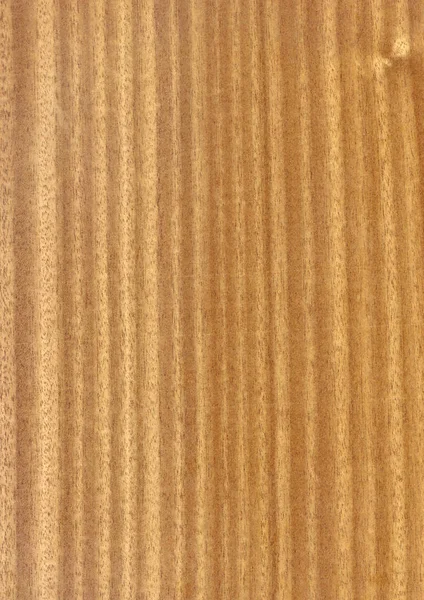 Primer Plano Grano Madera Natural Real Fondo Chapa Textura Patrón —  Fotos de Stock