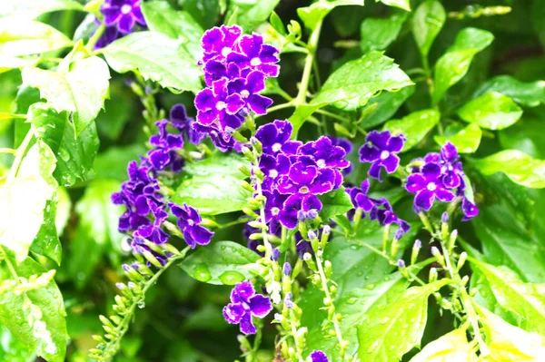 Kleines Veilchen Von Duranta Repens Blüten Und Grünen Blättern Hat — Stockfoto