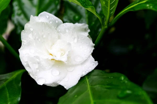 White flower of Gardenia and green leaves has water drop after the rain in the garden.