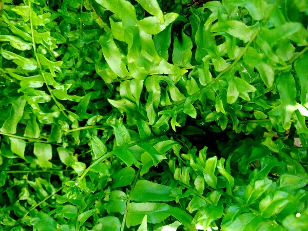 Ferns Plants Leaves Fresh Green Foliage Natural Floral Fern Background — Stock Photo, Image