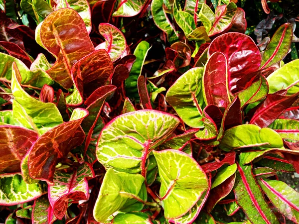 Bunte Zierblätter Pflanzen Sich Den Sonnigen Hintergrund Codiaeum Variegatium Blume — Stockfoto