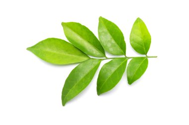 Beyaz arkaplanda yeşil yaprak ve dallar.