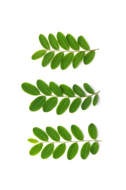 Beyaz zemin üzerine yeşil yaprakların ayarla.